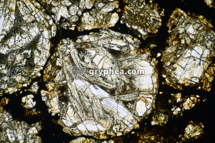 Météorite (Chondrite de type LL) LPNA x16 - gryphea.com